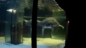 Акванариум «Морская Сказка»  в комплексе загородного отдыха "Сказка"