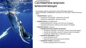 7 класс. Морские млекопитающие
