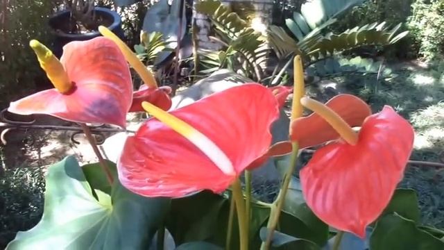 Дзен монастырь Чук Лам в Далате (Вьетнам) - Thien Vien Truc Lam смотреть онлайн