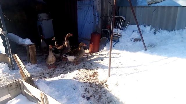 Драка гусаков, я разнимаю?, гуси крупные серые, содержание породистых гусей смотреть онлайн