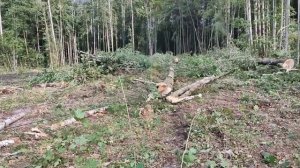 Трелевка леса