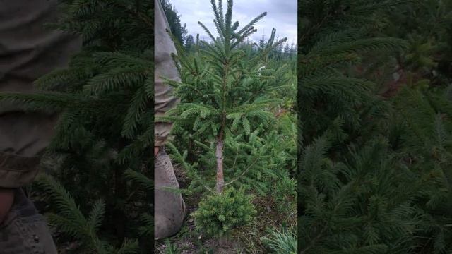 Кто видел «ведьмину метлу» на дереве, которое еще моложе? смотреть онлайн