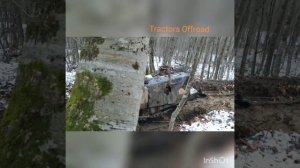 Пробиваем старую дорогу на делянку на бульдозере дт 75 и мтз 82