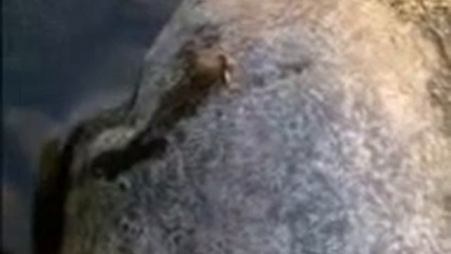 Бабочка однодневка