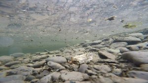 Форель в естественной среде обитания