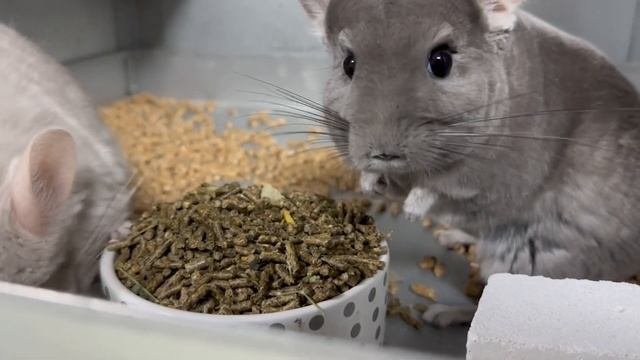 Что нужно купить в самом начале для шиншиллы?