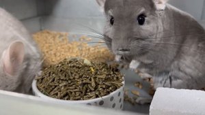 Что нужно купить в самом начале для шиншиллы?