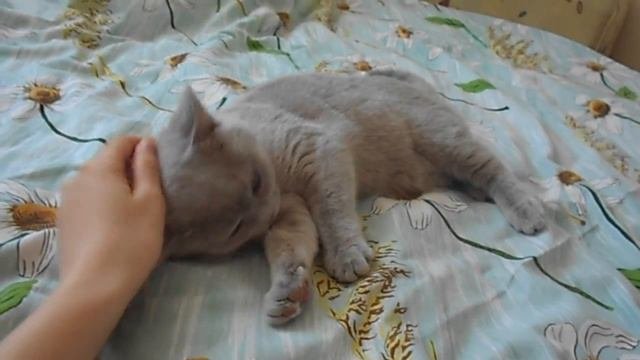 Британская Короткошерстная