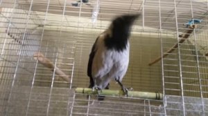 10 Самых Умных и Говорящих Птиц в Мире