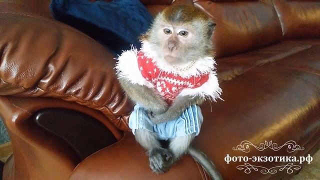 Домашняя обезьянка в квартире
