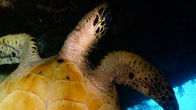 Sony RX100V & MPK-URX100A | Review смотреть онлайн