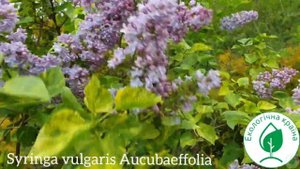 Сирень Аукубофолия. Бузок сортовий купити Україна. Syringa vulgaris Aucubaefolia. Саджанці бузка