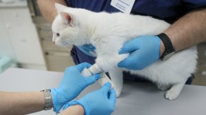 Чем опасен вызов ветеринара на дом и какова цена жизни питомца