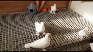 Подгатовка голубей к зиме,как просто держать голубятню в чистоте.