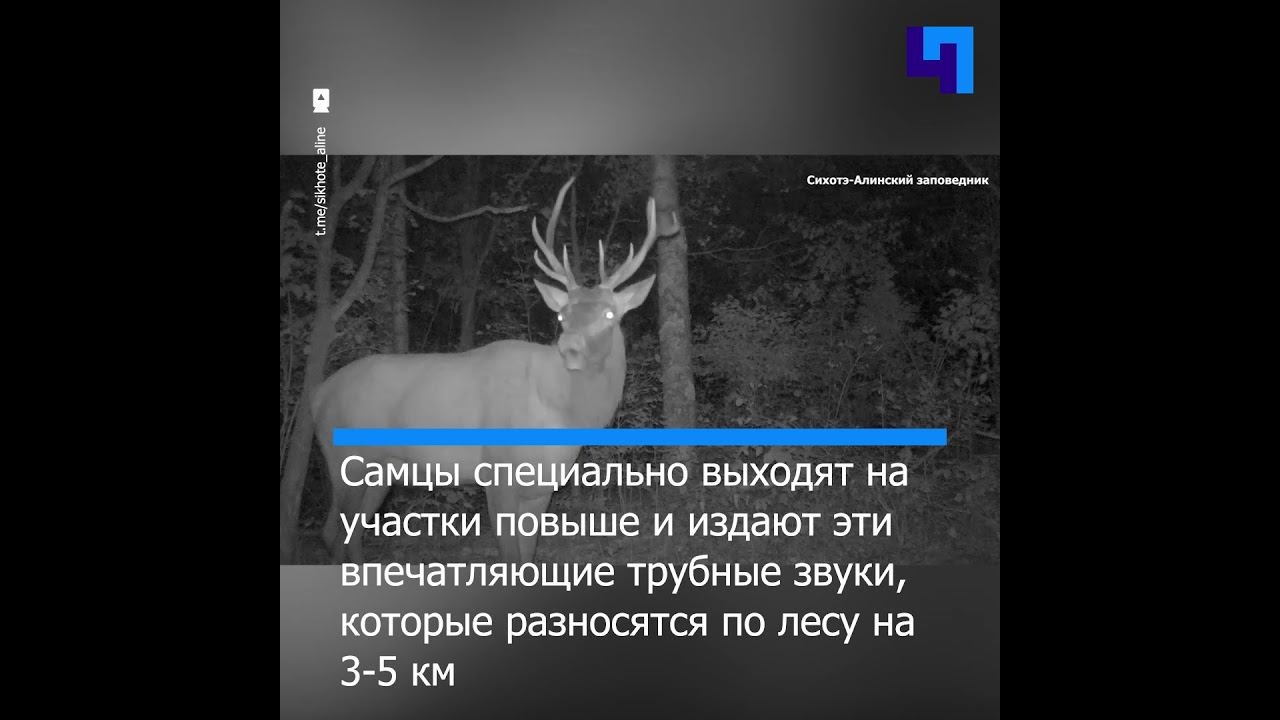 В Приморье запечатлели “романтичный” рев изюбря