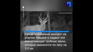 В Приморье запечатлели “романтичный” рев изюбря