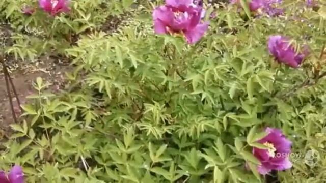 Цветы Ясколка (Cerastium flower)
