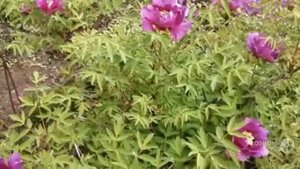 Цветы Ясколка (Cerastium flower)