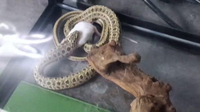 Кормление нашего Папуса. Змея кушает крысу смотреть онлайн
