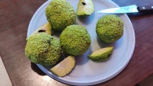 Первое знакомство с маклюрой. Достаём семена.