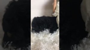 Bella’s Bells F1 Standard Bernedoodle Selections Video for the On Hold List