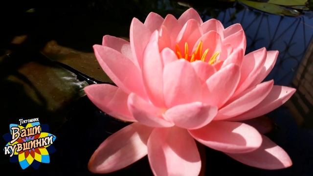 Нимфея Siam Angel (Ангел Сиама)кувшинка, waterlily, водные растения, пруд смотреть онлайн