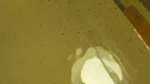 Дафния Моина разводной домашний корм для аквариумных рыб