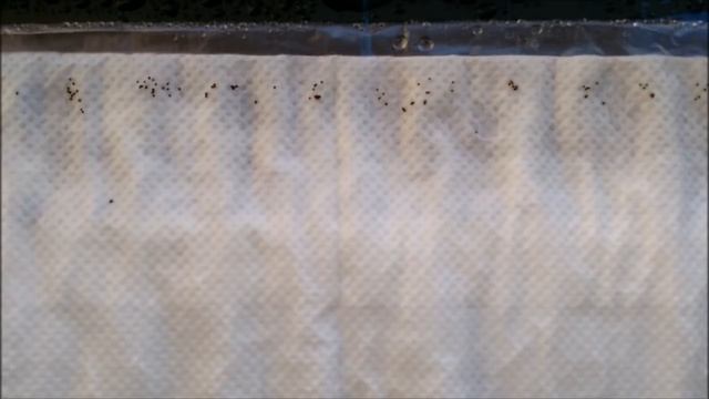 КАК ПОСАДИТЬ ПЕТУНИЮ В УЛИТКУ ПО НОВОМУ смотреть онлайн