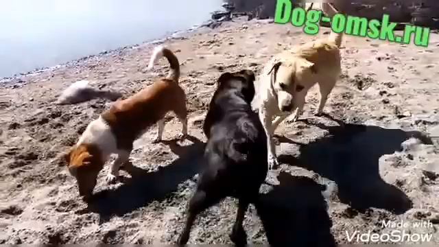 Привет с Алтая от наших бывших питомцев Лизы и Теди смотреть онлайн