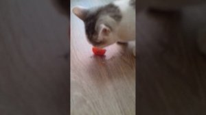 Кот ест помидоры.mp4 #кот #помидор #Shorts