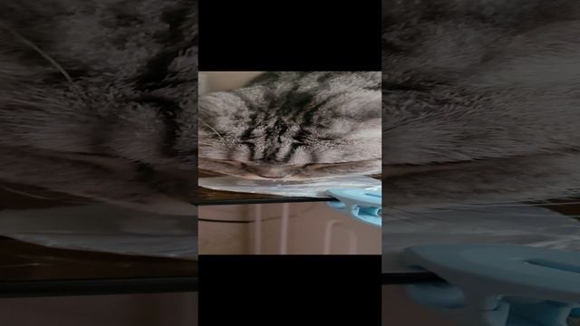 кошка и крышечка от йогурта