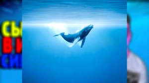 КАК Я СЫГРАЛ В ИГРУ СИНИЙ КИТ. ТИХИЙ ДОМ! ПОСЛЕДСТВИЯ! 18+