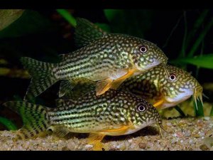 Разведение коридораса Штерба! Пытаюсь из икры получить личинку!