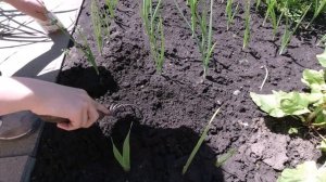 Обзор огорода в июне: что выросло и что сажаем