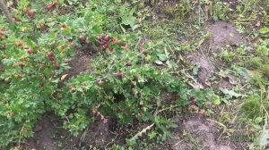 Сорта Крыжовника 2023