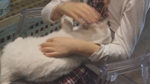 Котокафе в Москве~! | Cat cafe in Moscow (=^･^=)
