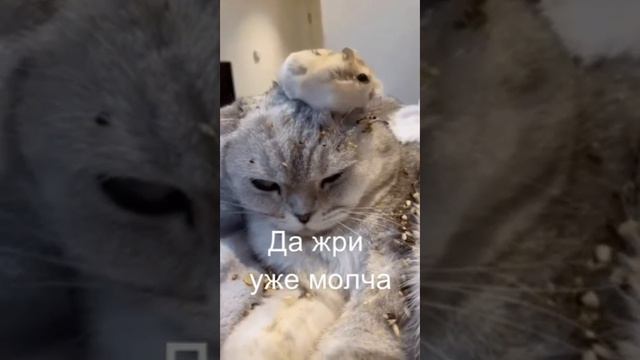 Хомяк и кошка дружба на века видео приколов с животными смотреть онлайн бесплатно