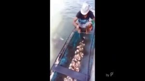 Ловит пиранью на кусок мяса