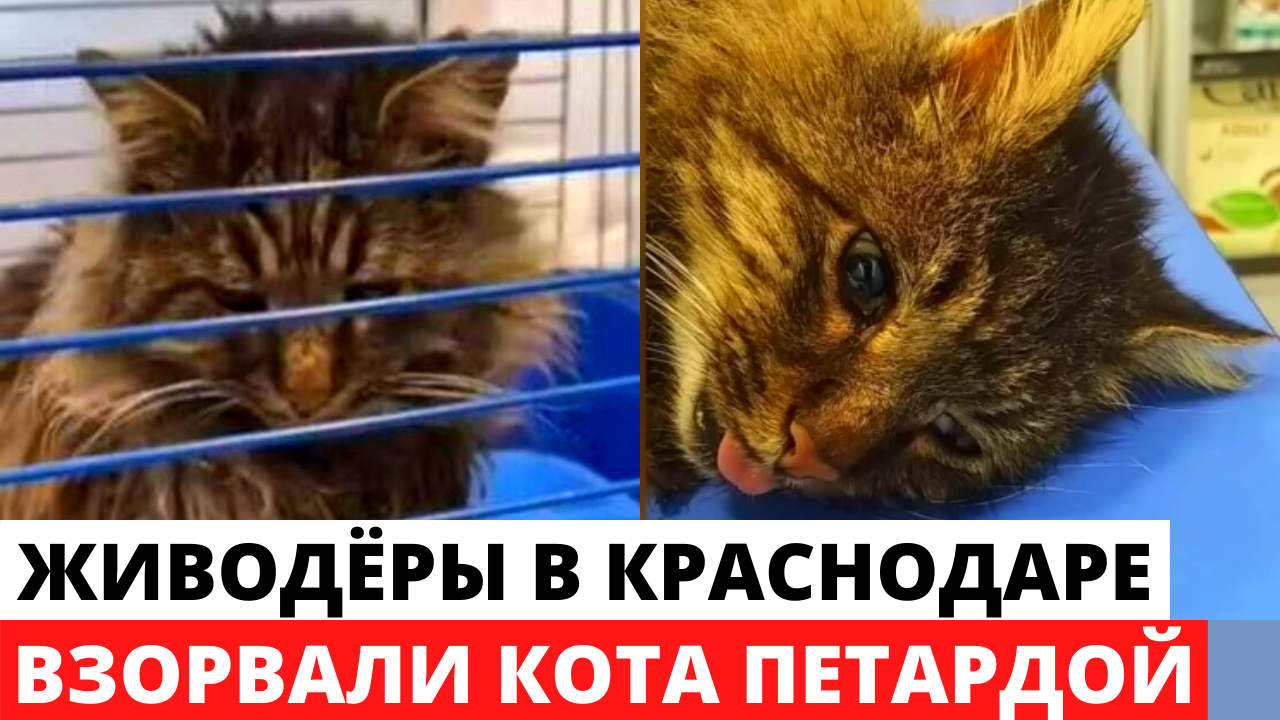 Песня про кота который взорвался