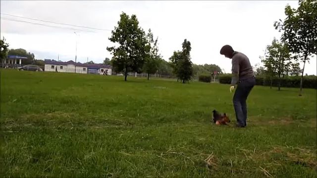 Norwich Terrier Bona (10 months) : dog-dance competition training смотреть онлайн