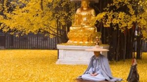 Золотое дерево Гинкго