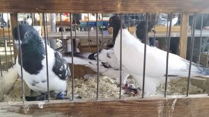 23.07.23 ЯРМАРКА ГОЛУБЕЙ. БРОННИЦЫ