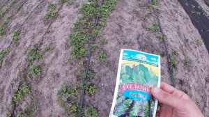 Хлороз клубники. Продолжение борьбы. + обзор состояния развития клубники на 30.04.21