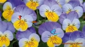 Фиалка рогатая Еллоу Фрост ? рогатая фиалка Еллоу Фрост обзор: как сажать, семена фиалки Еллоу Фрос