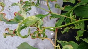 Новая болезнь пионов ? Ищем лечение вместе