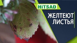 Почему желтеют листья гортензий ? Болезни гортензий