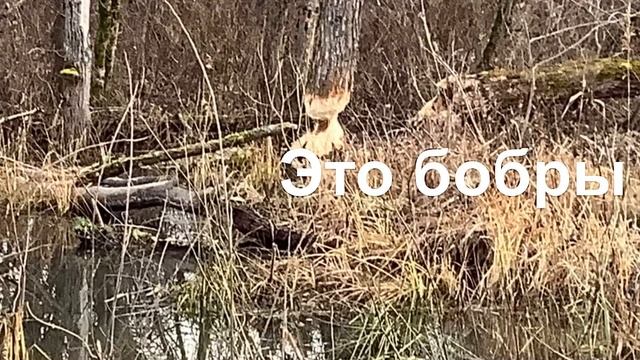 Топ￼￼ 8 дачных видов￼ смотреть онлайн