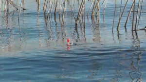 Рыбалка на карася в камышах, видео под водой Fishing for carp in the reeds, video underwater