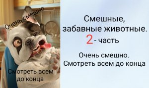 Смешные, забавные животные. 
2 - часть.
 Очень смешно. Смотреть всем до конца