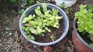 клематис из семян- всходы